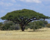 Hout van een Zebrano boom
