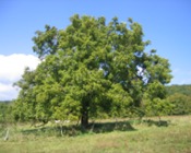 hout van Walnotenboom